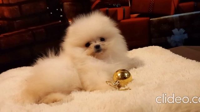 upload-2024-12-25-21-40-01-605_L2tPfFXG.mp4