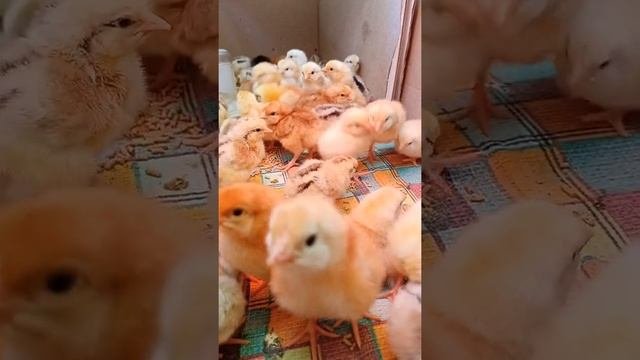 Суточные цыплята Фокси чик и Мастер грей. Вывод 17.03.22.