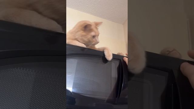 Симба на кухне !)))))
