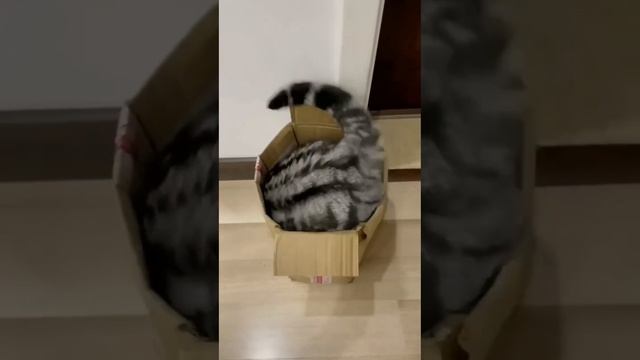 Так выглядит жизнь в однушке 🤪