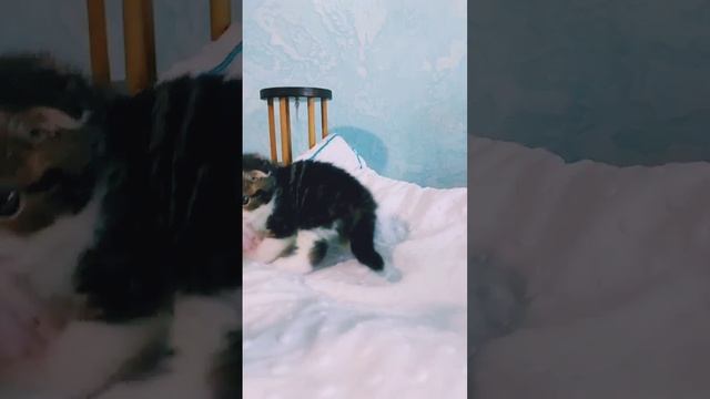 девочка скоттиш-фолд,  возраст 3 недели,  питомник Kliofoldcity