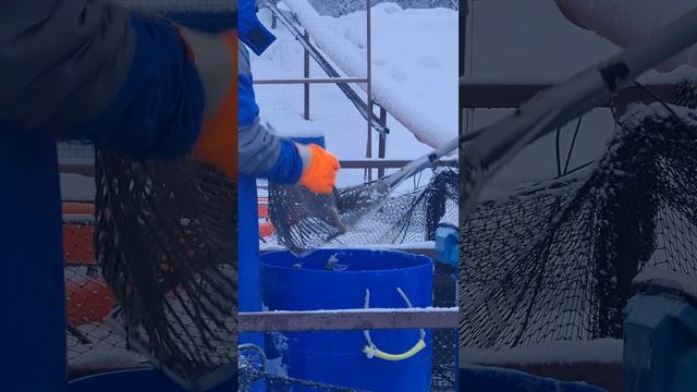 Запуск форели