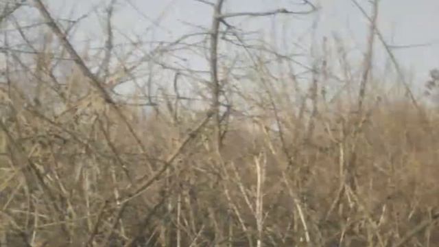 Бегим нашли радио Вадим!!!