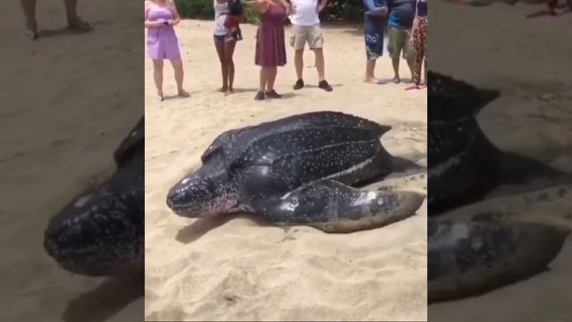 turtle.mp4