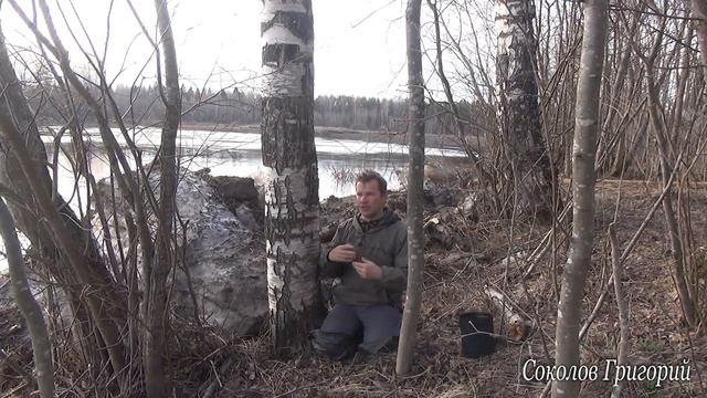 Как собрать берёзовый сок