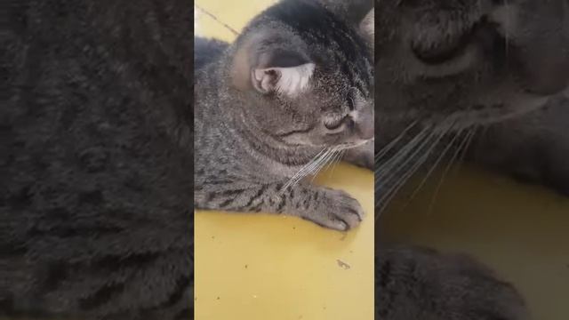 Покупки кошек