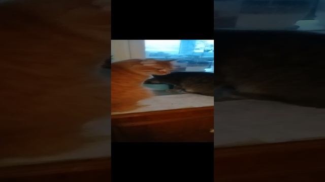 🐈🐈⬛🐈🐈⬛Котики Золтон и Лада.