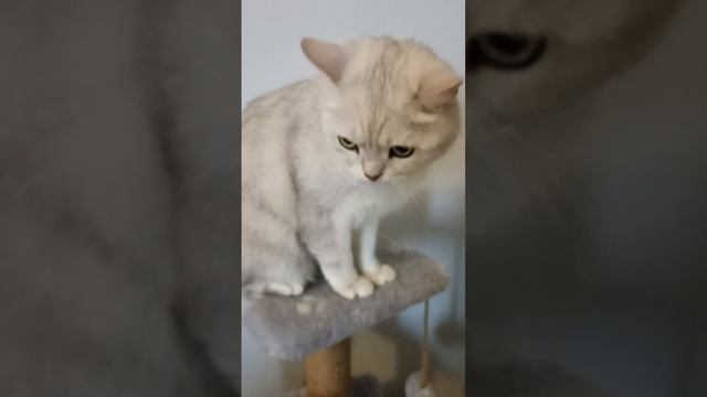 Силя кино звезда часть 12