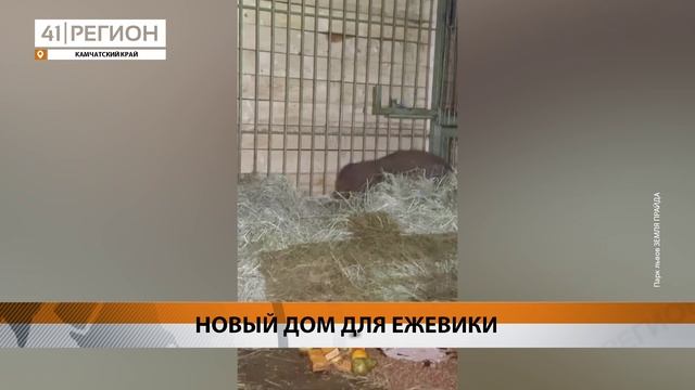 ЕЩЁ ОДИН МЕДВЕЖОНОК-СИРОТА С КАМЧАТКИ ОБРЁЛ НОВЫЙ ДОМ В ПОДМОСКОВЬЕ • НОВОСТИ КАМЧАТКИ