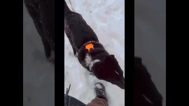 Собака ищет новый дом #2 #собака #собакаищетдом #собакадругчеловека #ищутебя #новыйгод #чудо