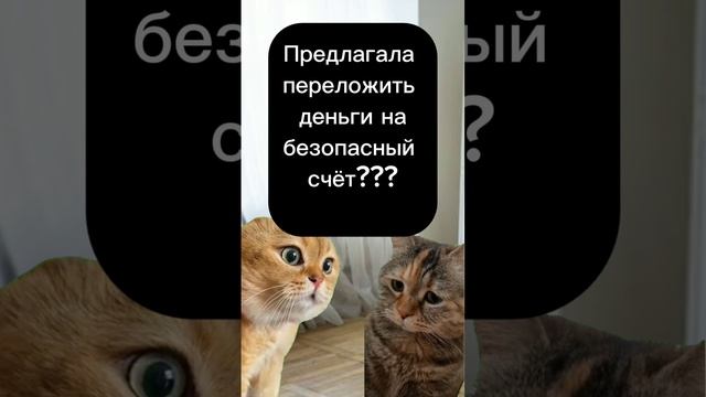 Смешные котики диалог. #юмор #мемы #смешныеистории #котики