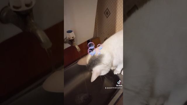 Тоша играет