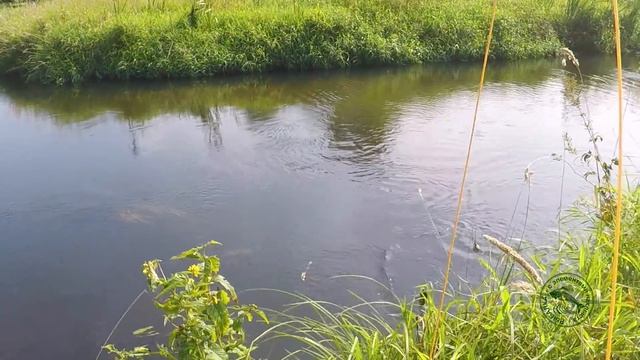 Поиск и поимка трофейного голавля на малой реке.
