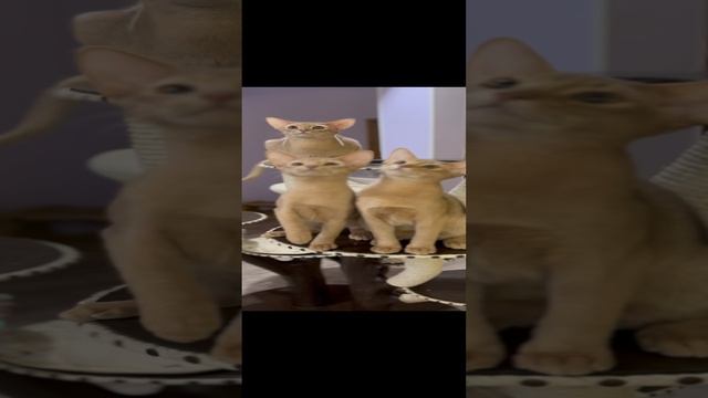 Абиссинские малыши