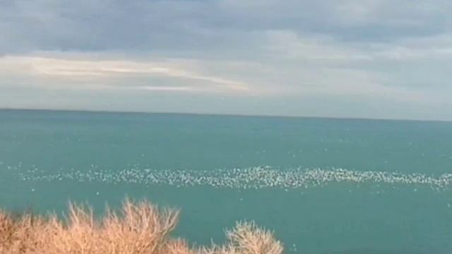 Большой Утриш: стаи перелетных птиц на отдыхе 25 декабря 2024 года