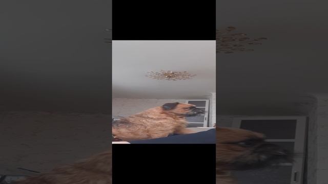 Знакомьтесь мой пёс Гриша и его команды