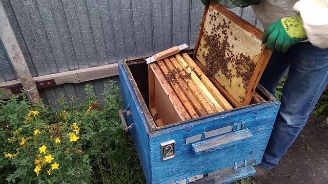 Осмотр ульев 19 сентября .часть первая