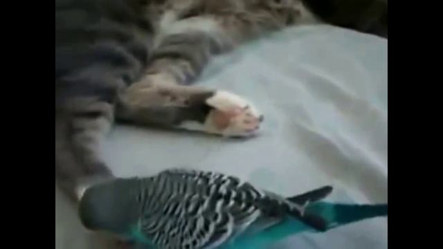 Попугай говорит с котом. Прикольное видео.MP4