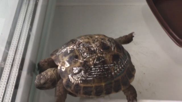 ПОКАЗЫВАЮ СВОЁ ДОМАШНЕЕ ЖИВОТНОЕ! 🐟🕷🐶🐱