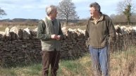 The Return of the Grey Partridge