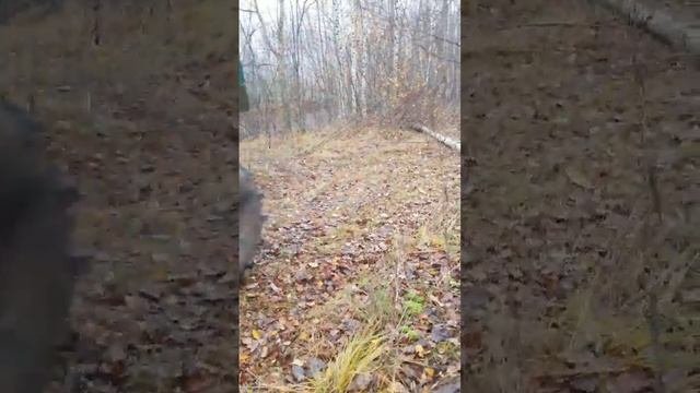 Вездеход, каракат болотоход