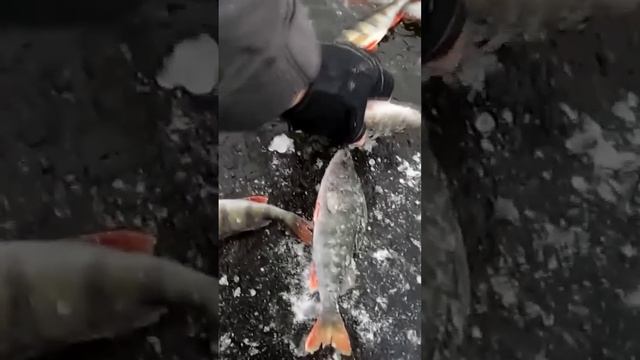 Улов на первой зимней рыбалке #ладога #окунь #fishing