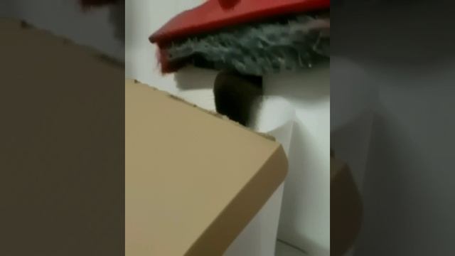 Змея вместо кота ). Подпишись !