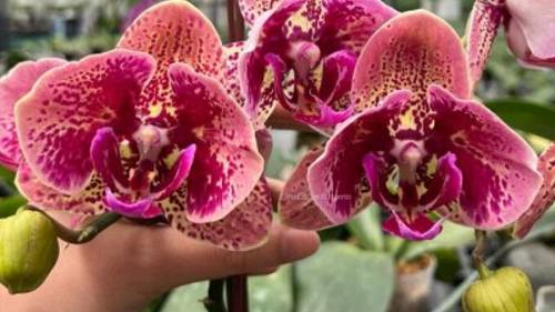 ВЫСТАВКА ОРХИДЕЙ  ТОКИО  Международная выставка орхидей и цветов Orchid 2023.