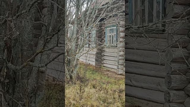 Тропинка через березовую рощу | Natures Quiet Retreat