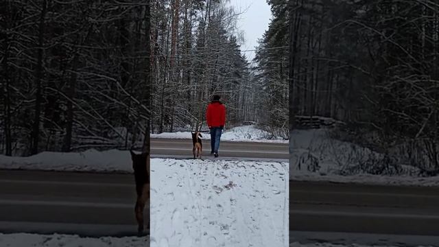 Собака из приюта ровно год как дома и в любви!