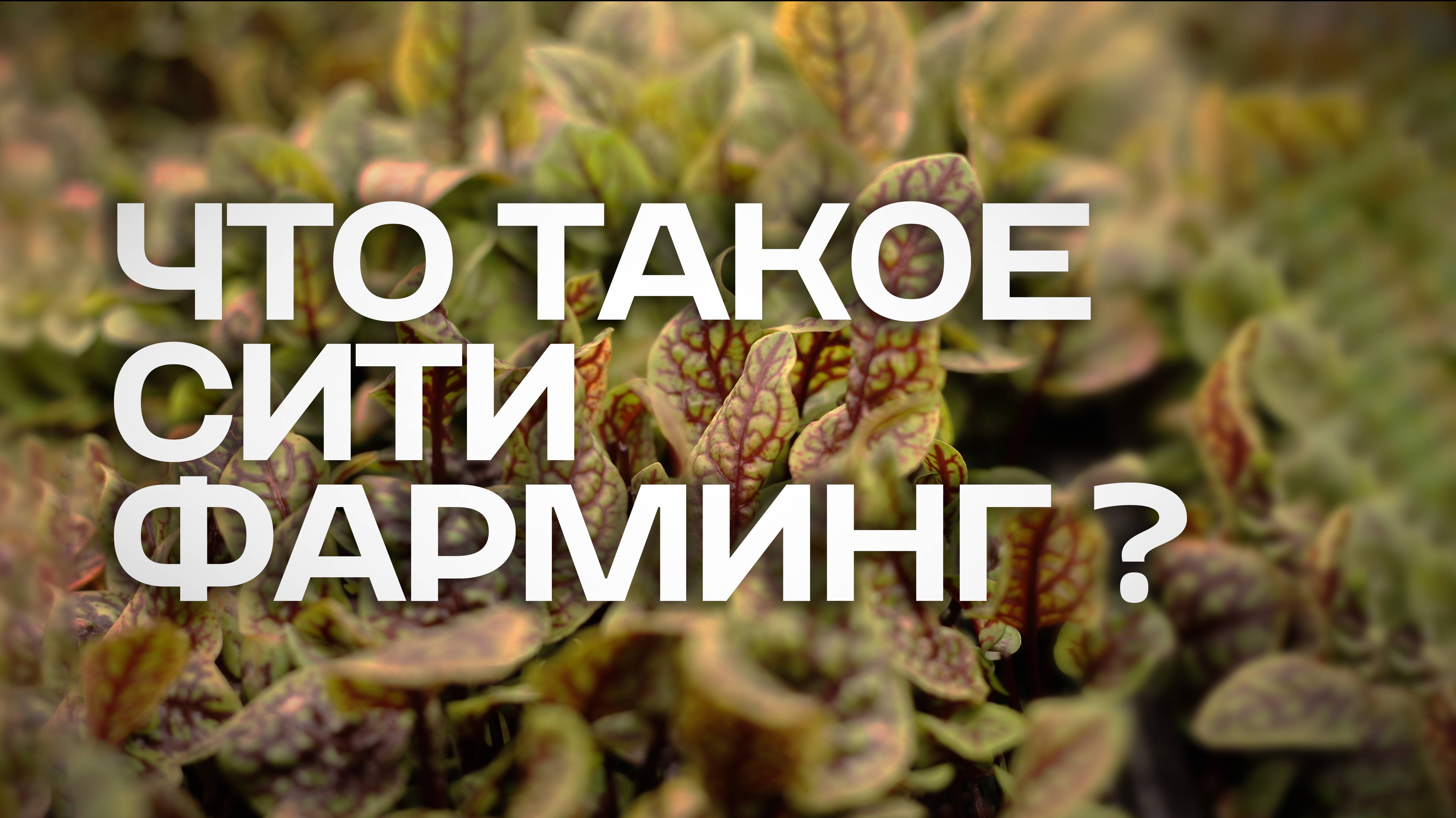 Как наука и гастрономия объединяются: Путешествие в мир сити-фарминга
