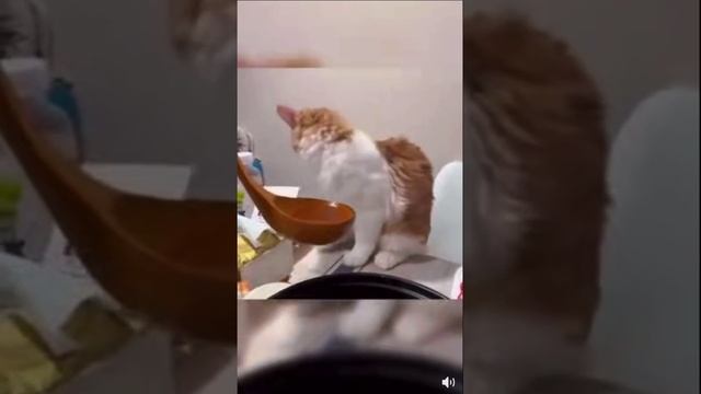 кошки и носки.