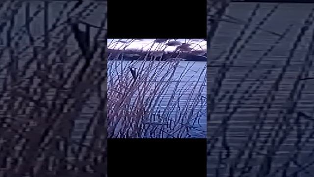 бобёр