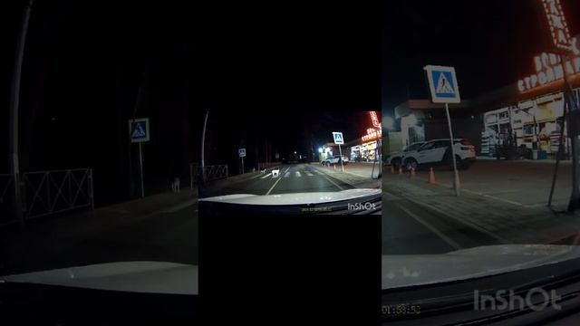 У нас  даже собаки культурные соблюдают пдд