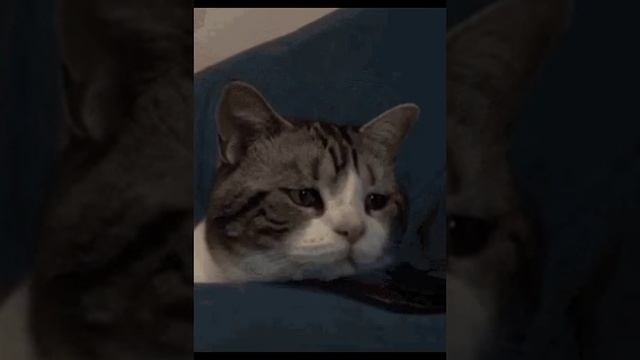VID-20241102-WA0055.mp4
