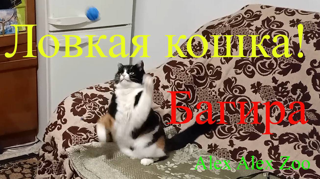 Ловкая кошка Багира! Agile cat Bagheera!