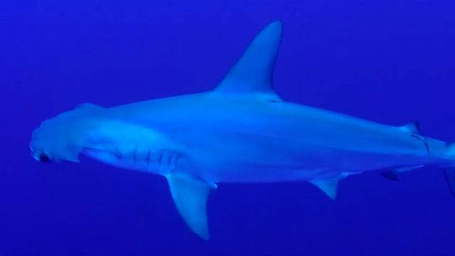 Hammerhead Sharks, Daedalus reef