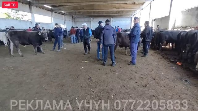 УКА ДОСУМУ ТАРТ БҮГҮН БУКА УШУНДАЙ  #байтв