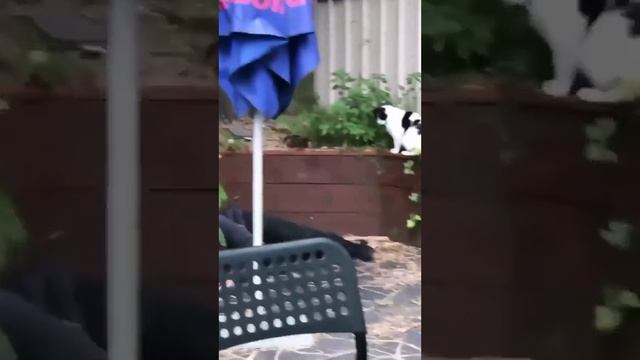 мое