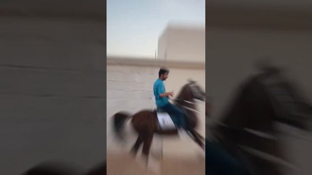 Horse #байтв #horse