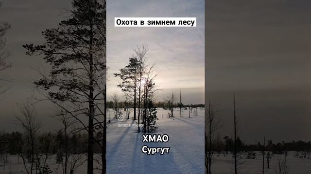 Зимний сезон охоты #russia #nature #winter #shortvideo #shorts #youtubeshorts #ytshorts