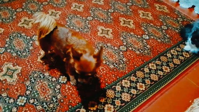 Чихуахуа Боня и кошка Нюся, день без прикрас