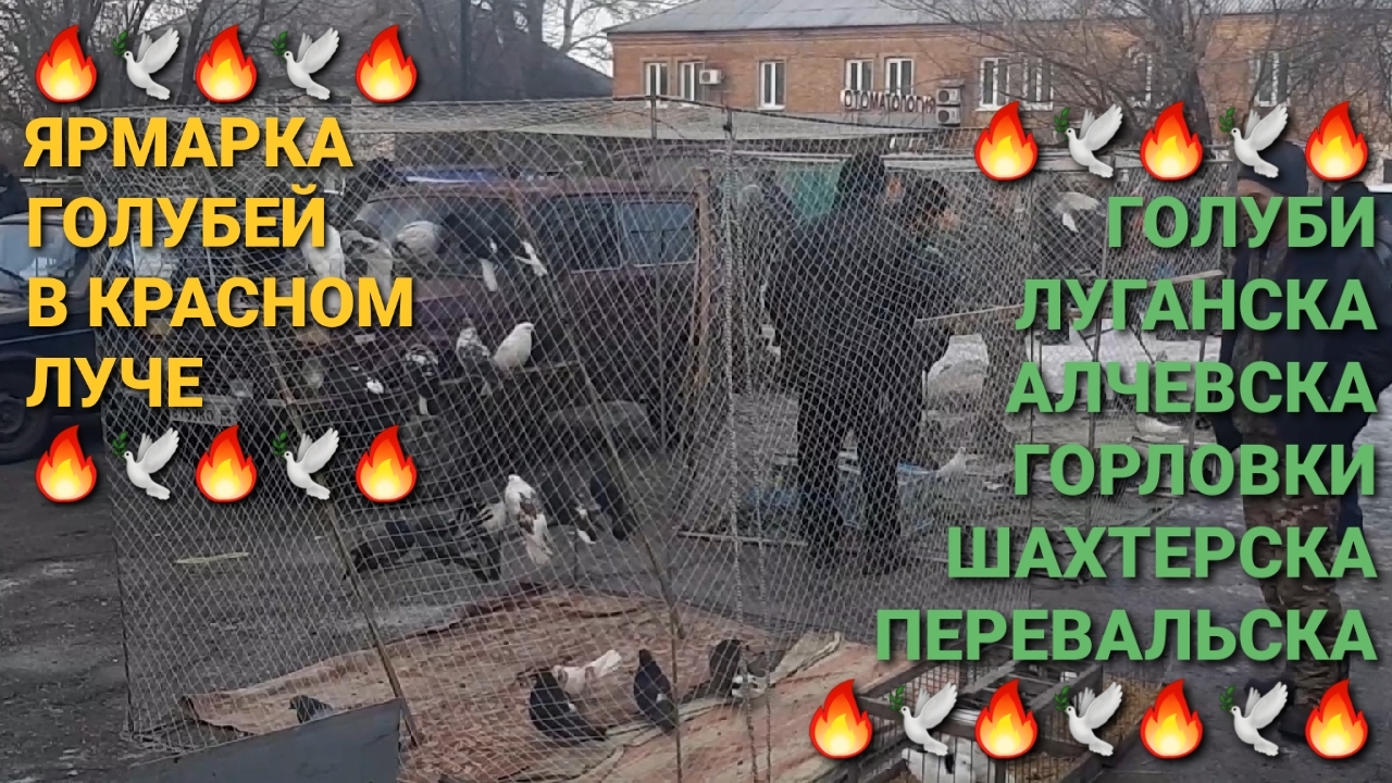 🔥🔥🔥 Голуби из Алчевска, Перевальска, Горловки, Луганска, Шахтерска на ярмарке в Красном Луче.