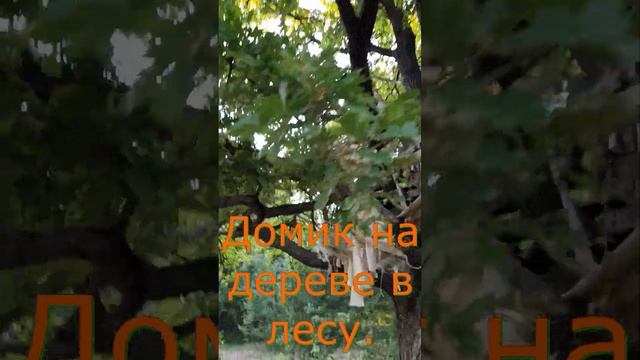 Домик на дереве в лесу