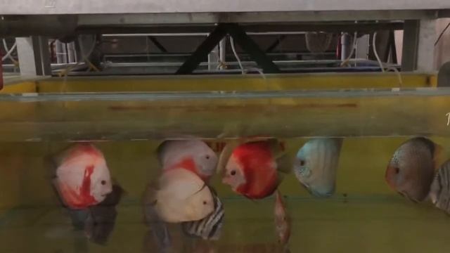 Discus Strains: Cobalt Blue, Red and White, Snow White, Leopard
