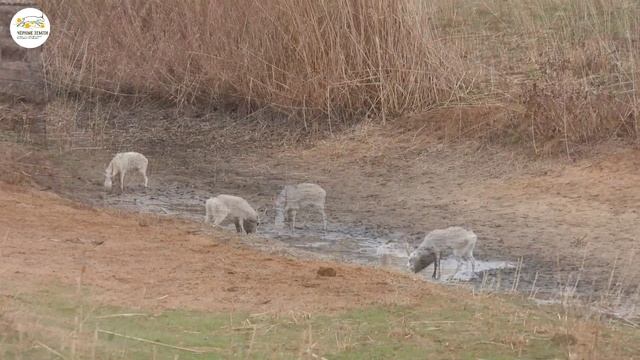 Приоткрывая заповедные двери… Декабрь. Конец гона.