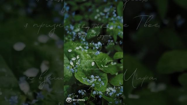 Молитва «Я вижу Тебя в себе, я вижу Тебя в других» #молитва #квантовыйпереход #сад