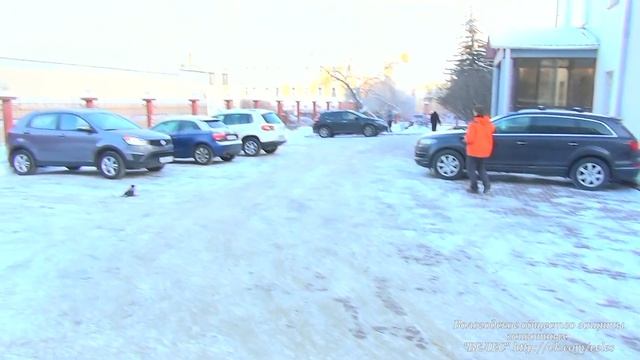 Как сеткомётом поймать раненую ворону.