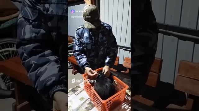 Вакцинация кроликов