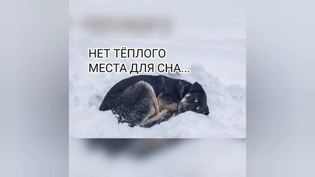 Помоги им выжить этой зимой